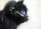 動物図鑑・フランソワルトンの写真 1
